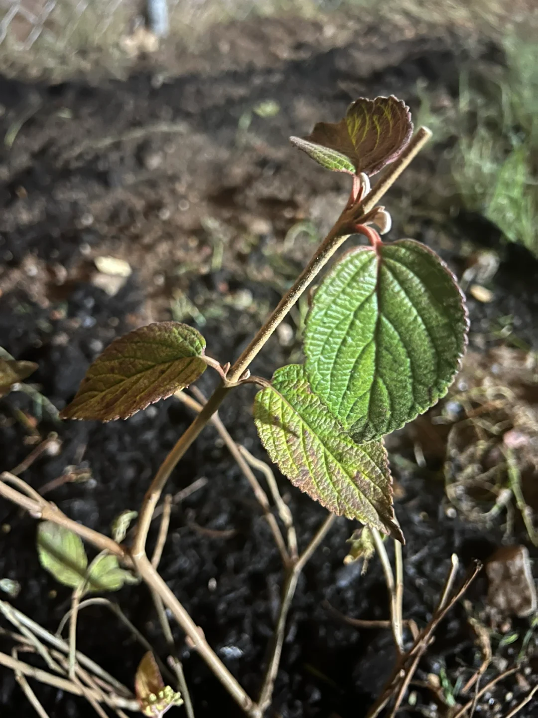 求苗app苹果版约苗app是正规的吗